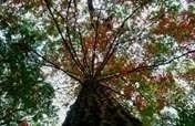 Saving Mexico's Forests, People and Wildlife