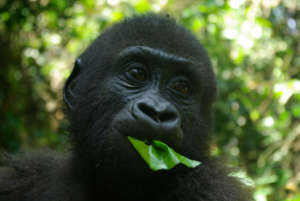 Baby Gorilla Congo Basin