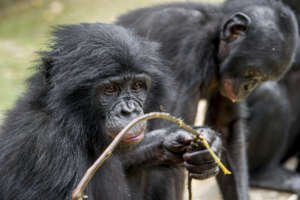Bonobo Family Congo Basin