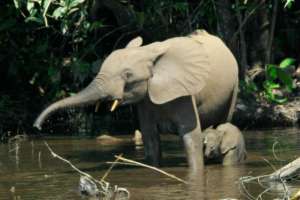Forest Elephant Mother and Baby