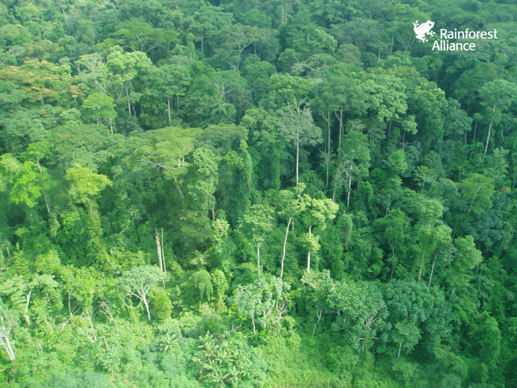 Help Protect 75,000 Acres of Congo Basin Forest