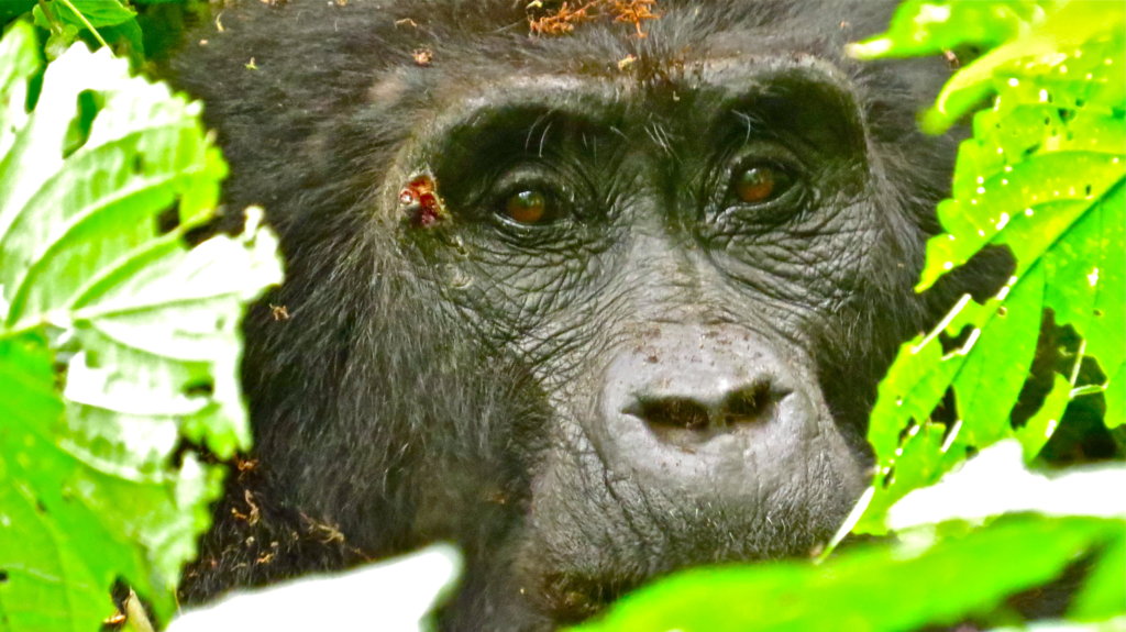 Help Protect 75,000 Acres of Congo Basin Forest