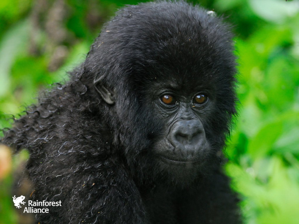 Help Protect 75,000 Acres of Congo Basin Forest