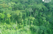 Help Protect 75,000 Acres of Congo Basin Forest