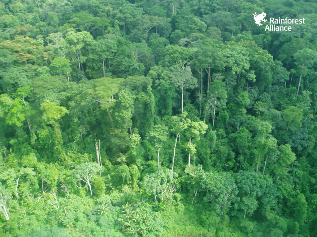 Help Protect 75,000 Acres of Congo Basin Forest