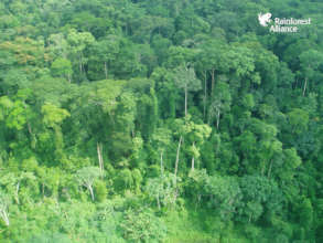 Help Protect 75,000 Acres of Congo Basin Forest