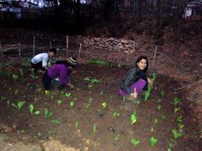 New vegetables growing in Dhading