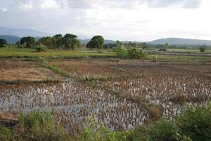 Damaged Rice Crop in Mireabalais
