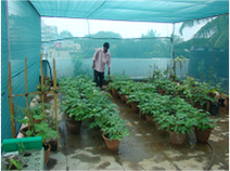 The rooftop garden at AME Foundation in Bangalore