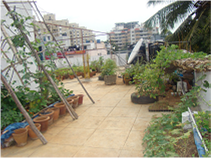 TGC demo and test garden site at AME Foundation