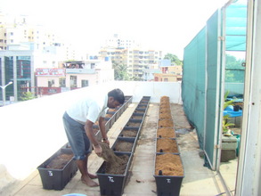 Planting the EarthBoxes