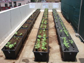 Seed Germination