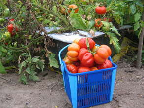 Tomato harvest from EarthBox