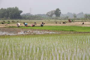 Farmers cultivating rice on AMS programme