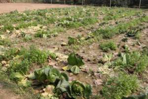 Cabbages 'before' AMS