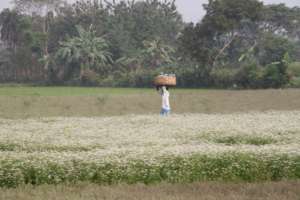 AMS farmer with crop of gourd