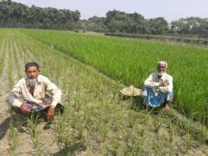 AMS farmers cultivating rice on AMS programme