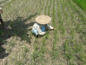 SRI requires careful planting