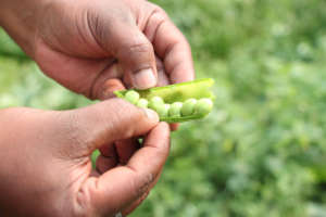 Higher yields of good quality crops