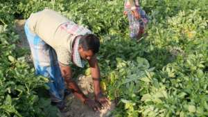 AMS farmer in West Bengal