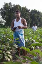 AMS farmer with crop of eggplant