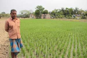 AMS farmer in paddy field