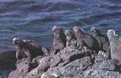 EcoTourism Visits the Galapagos Archipelago