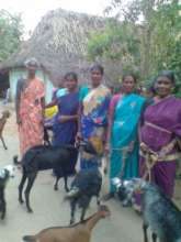 Another group of women benefited by goat rearing