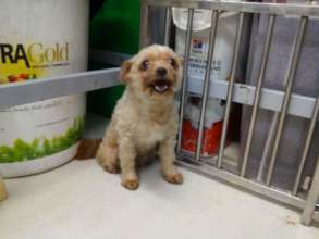 Is this a Yorkie?