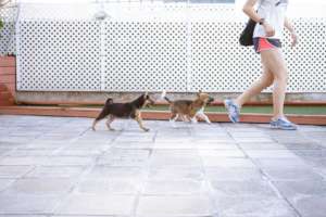Salty in front leads brother Pepper last Sunday