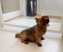 This Yorkie girl is so tubby.