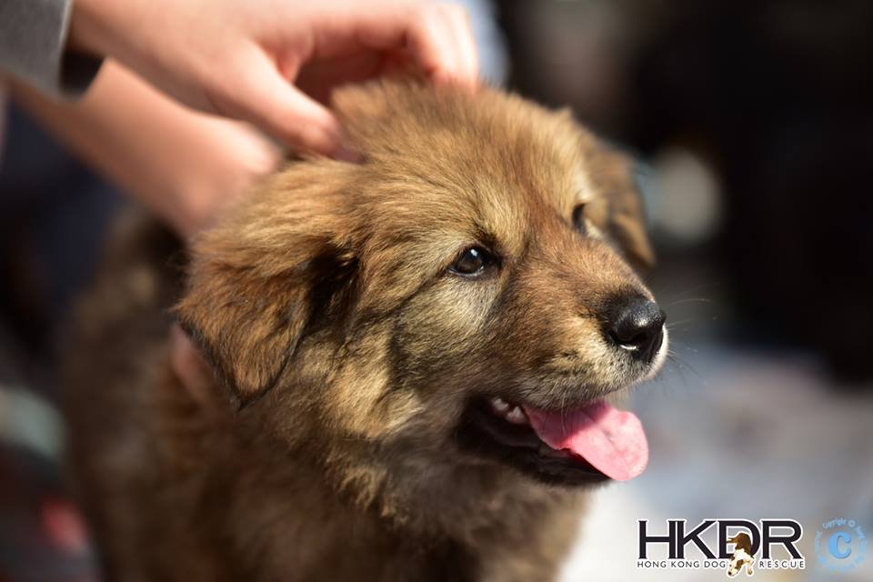 Rescuing and rehoming abandoned dogs in Hong Kong