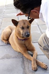 Rescuing and rehoming abandoned dogs in Hong Kong