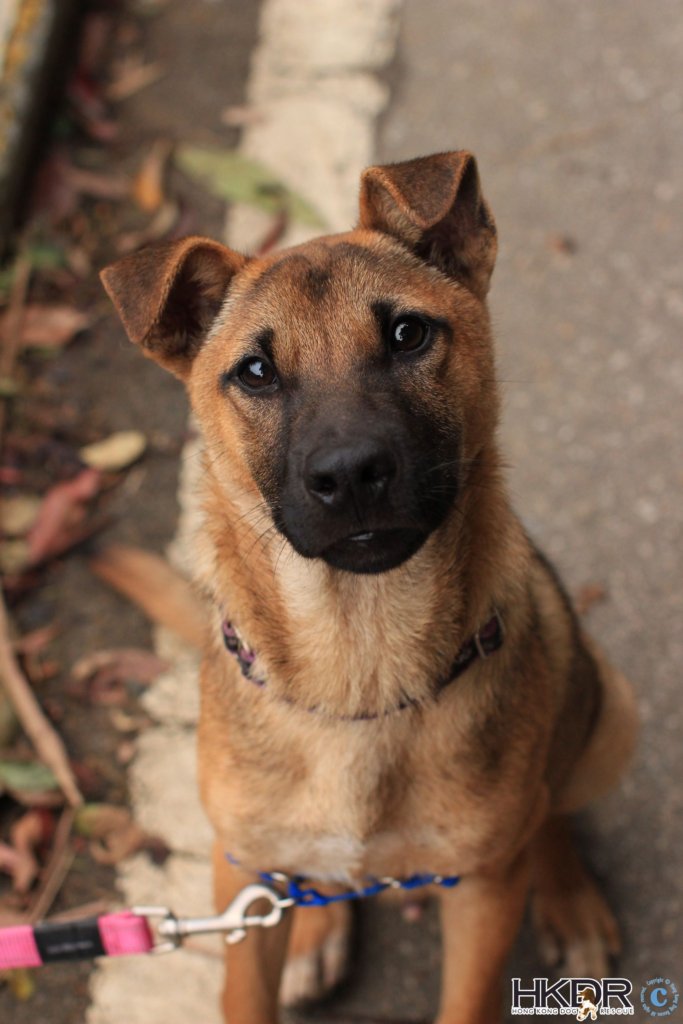 Rescuing and rehoming abandoned dogs in Hong Kong