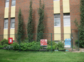 This Canada school yard is full of TGC veggies