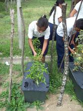 A girl in Nicaragua tends to her TGC EarthBox