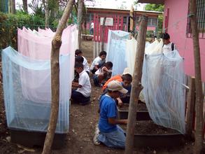 Insect nets protect a TGC garden in Nicaragua