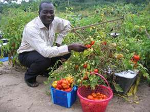 Ghanaian Agriculture Teacher Harvesting Produce