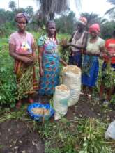 Women harvesting groundnuts.