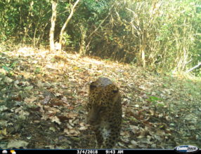 Leopard (Panthera pardus) Trapped in Camera Trap