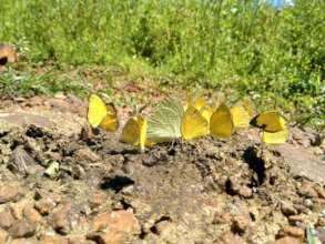 Exclusive behaviour of Butterflies near Homestay