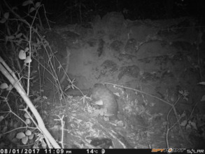 Pangolin on Trap Camera