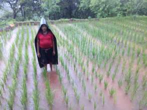 Demonstration of Saguna Rice Technology 2