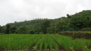 Demonstration of Saguna Rice Technology 1