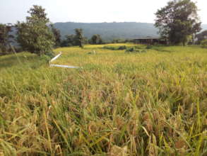 Saguna Rice Technique