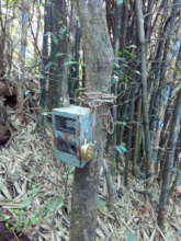 Trap Camera