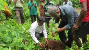 Plantation of native trees