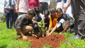 Tree Plantation