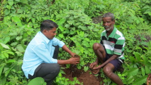 Tree Plantation at Choravane