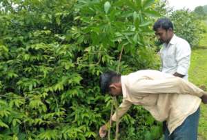 Fertilizers to Planted trees with local support